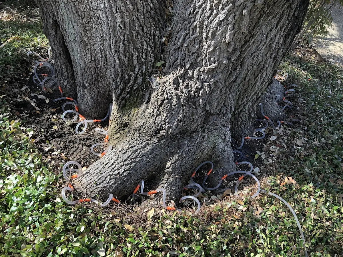 Detailed Tree Cabling and Bracing job site in Coopers Mills