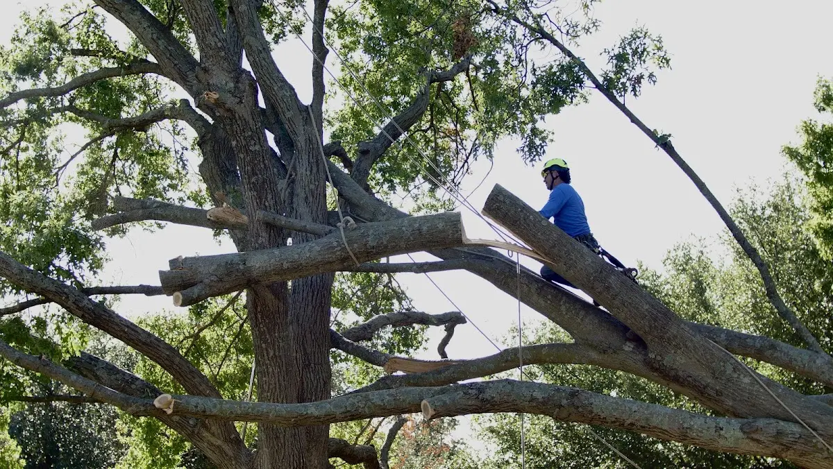 Professional Crown Thinning performed by certified arborists in Coopers Mills